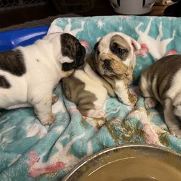 Bulldog Puppies from Sweet Rolls