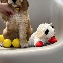 Goldendoodle Puppies from Sunset Goldendoodles 863