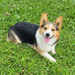 Roxy - Pembroke Welsh Corgi
