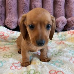 Pumpkin - Red female Dachshund puppy in Ocala, Florida from Weenie Boops