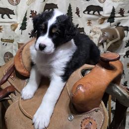 Dakota - Black tri-color female Australian Shepherd puppy in Fort Morgan, Colorado from 4B Ranch & Livestock, LLC