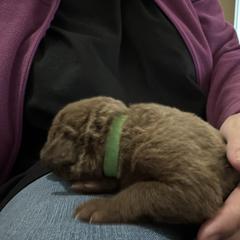 Girl 2 - Brown Chesapeake Bay Retriever puppy in Whitewater, Colorado from Willow Bend Chesapeakes