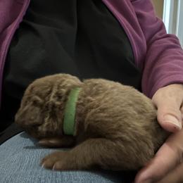 Girl 2 - Brown Chesapeake Bay Retriever puppy in Whitewater, Colorado from Willow Bend Chesapeakes