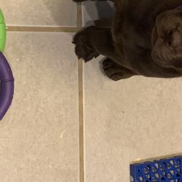 Labrador Retriever Puppies from Viklan Labradors
