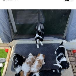 Cavalier King Charles Spaniel Puppies from AustinCavalier