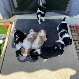 Cavalier King Charles Spaniel Puppies from AustinCavalier