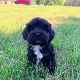Bingo with training - Black and white male Cockapoo puppy in Boonville, North Carolina from Doods & Dolls