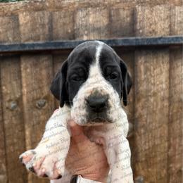 Pluto - Black and white male Great Dane puppy in Granbury, Texas from Anderson Blau’s Great Danes