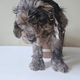 Cockapoo Puppies from Joanna Abruscato