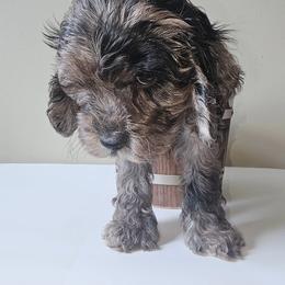 Cockapoo Puppies from Joanna Abruscato