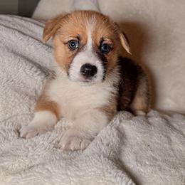 Pembroke Welsh Corgi Puppies from Sorrel Sands Corgis