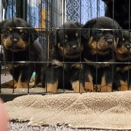 Miniature Schnauzer and Rottweiler Puppies from Mystique Kennel