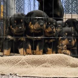 Miniature Schnauzer and Rottweiler Puppies from Mystique Kennel