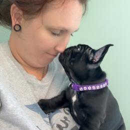 Bali - Black female French Bulldog puppy in Greeley, Colorado from Mandy Moon French Bulldogs