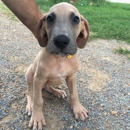 Great Danes from Double R Danes