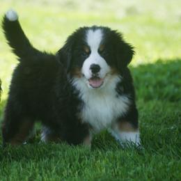 Bernese Mountain Dog Puppies from Lonesome Pine Farm