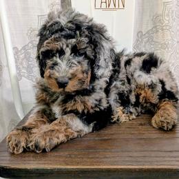 Fawn - Blue merle female Aussiedoodle puppy in Cambridge, Minnesota from Country Meadow Doodles