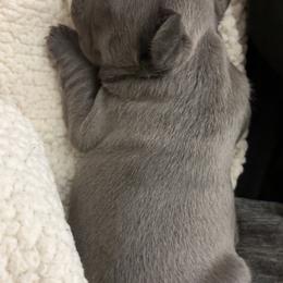 French Bulldog Puppies from SC colored french bulldogs