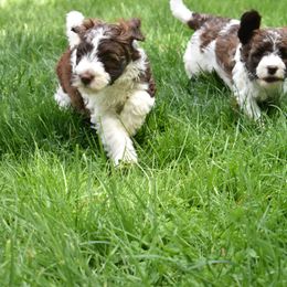 Australian Labradoodle Puppies from Frosty Hill Australian Labradoodles