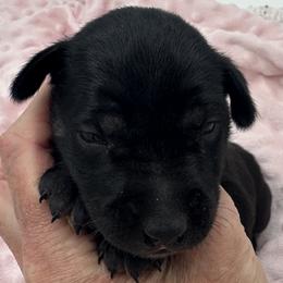 Boy 4 - male Xoloitzcuintli puppy in West Jordan, Utah from Majestic Nakids