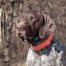 Whopper - German Shorthaired Pointer
