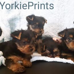 Yorkshire Terrier Puppies from Yorkie Prints