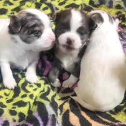 Chihuahua and Chinese Crested Puppies from Western Kentucky Chihuahua’s and Chinese Crested’s
