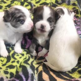 Chihuahua and Chinese Crested Puppies from Western Kentucky Chihuahua’s and Chinese Crested’s