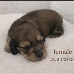 Female 1 - Cream female Dachshund puppy in Bratt, Florida from Sugarfoot Dachshunds