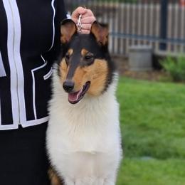 Deganna - Collie