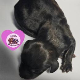 Nebula - Brindle female Dachshund puppy in Hoquiam, Washington from Heyd's Mini Dachshunds