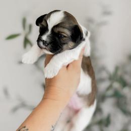 Sunshine - Brown male Shihpoo puppy in Hopkins County, Texas from Boutique Doodles