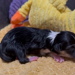 Yellow Duck - Black and tan female Pembroke Welsh Corgi puppy in Summerfield, Florida from Promise Land Farm