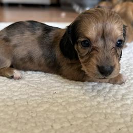Dachshund Puppies from L & J Kennel