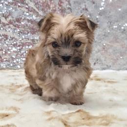 Spice - Gold male Morkie puppy in Monticello, Iowa from Ashley’s Puppies
