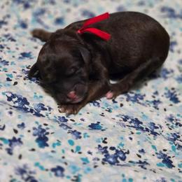 Boy 5 - Sable male Goldendoodle puppy in Crawfordsville, Iowa from DoodleBlessings