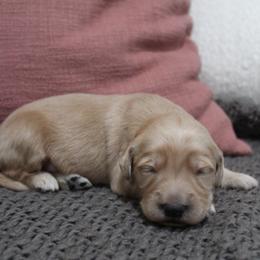 Boy 1 - Cream male Goldendoodle puppy in Yukon, Oklahoma from Silver Barn Doodles