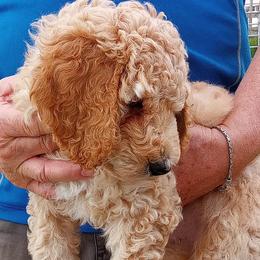 Poodles from Peter Rataj