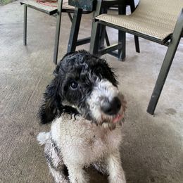 Sheepadoodle Puppies from Roughneck Doodles