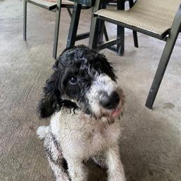 Sheepadoodle Puppies from Roughneck Doodles
