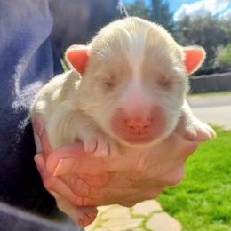 Roxy - Mini Female - Red and white female Pomsky puppy in Draper, Utah from Pocket Pomskys