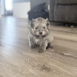 Nova - Orange sable female Pomeranian puppy in Lillington, North Carolina from Dignified Poms