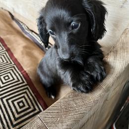 Dachshund Puppies from The Weenie Herd Mom