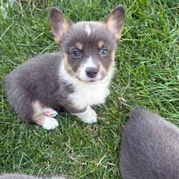 Maggie - Gray and white female American Corgi puppy in Oxford, Iowa from Burns Corgis