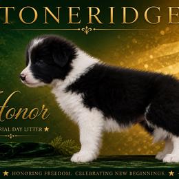 Female 2 - Black female Border Collie puppy in Shell Knob, Missouri from Stoneridge Kennel