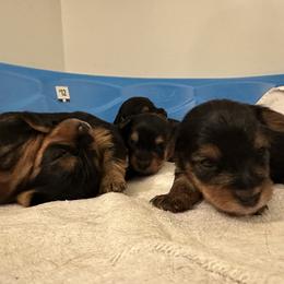 Yorkshire Terrier Puppies from PUPS “ R” US