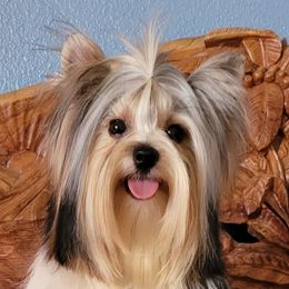 Mikhail - Biewer Terrier