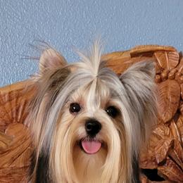 Mikhail - Biewer Terrier