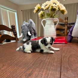 Martha (Washington) - Black and white female Chihuahua puppy in Ochlocknee, Georgia from High Cotton Chihuahuas