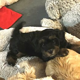 Pink cranberry girl - female Havanese puppy in Arlington, Washington from Havanese With Love Breeding Co.
